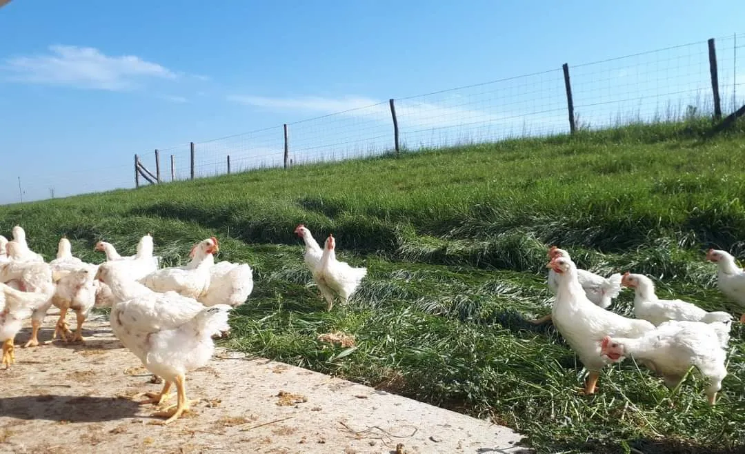 La Ferme d'Ossogne - Chez Antoine — photo