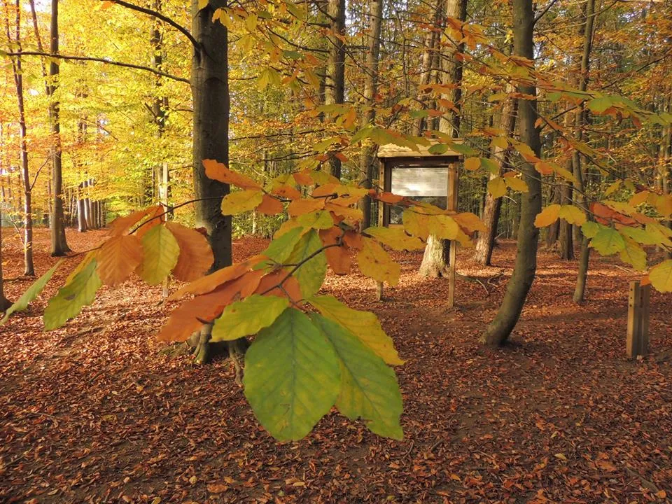Arbres du Souvenir — photo